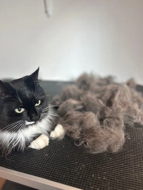 Black and white cat with facial markings lying down next to pile of groomed fur