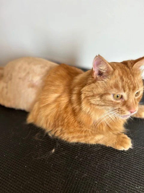 Ginger cat post groom with shaved back half