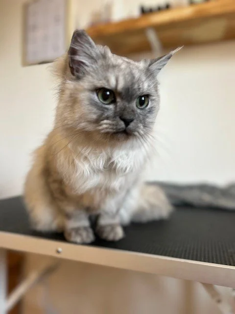 Grey persian kitten sitting looking next to camera