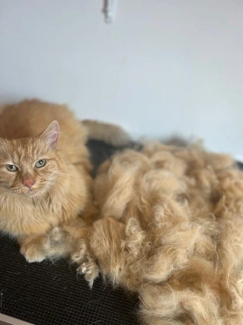 Ginger cat lying down next to pile of groomed fur