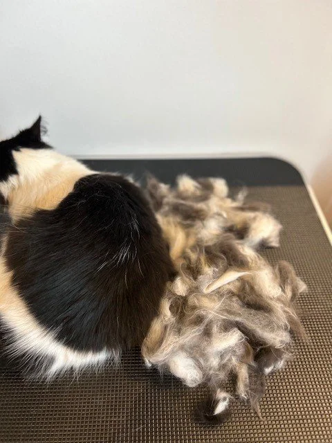 Black and white long haired cat lying next to pile of groomed fur