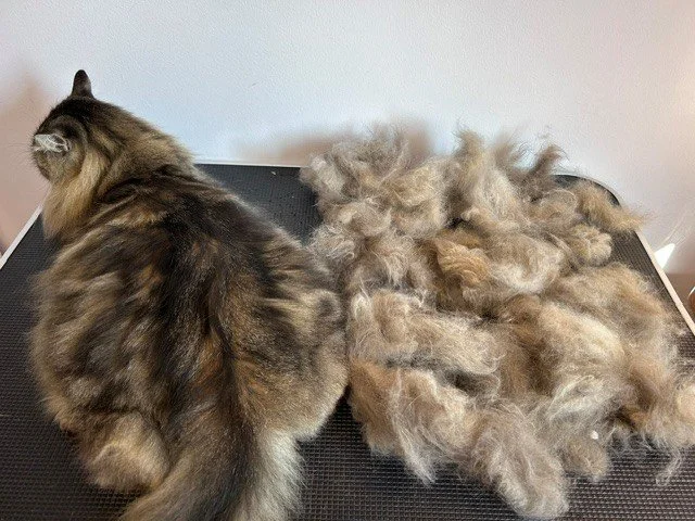 Tortoiseshell Siberian cat lying down next to pile of groomed fur