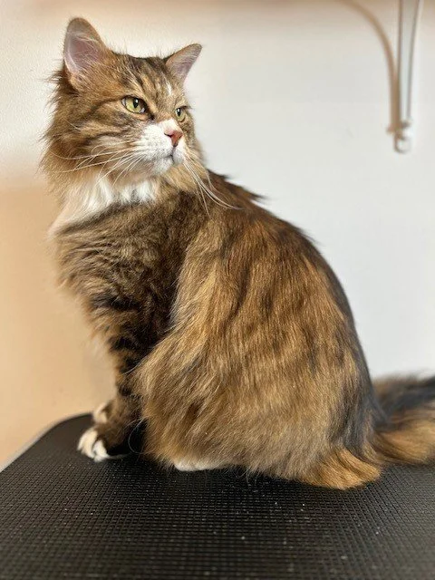 Brown Siberian cat sitting down post groom