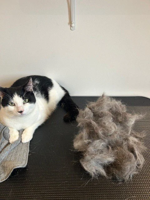 Black and white short haired cat lying next to pile of groomed fur