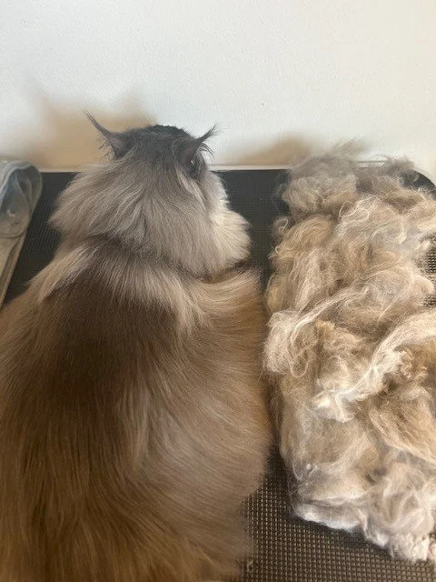 Large gray Maine Coon cat lying down next to pile of groomed fur