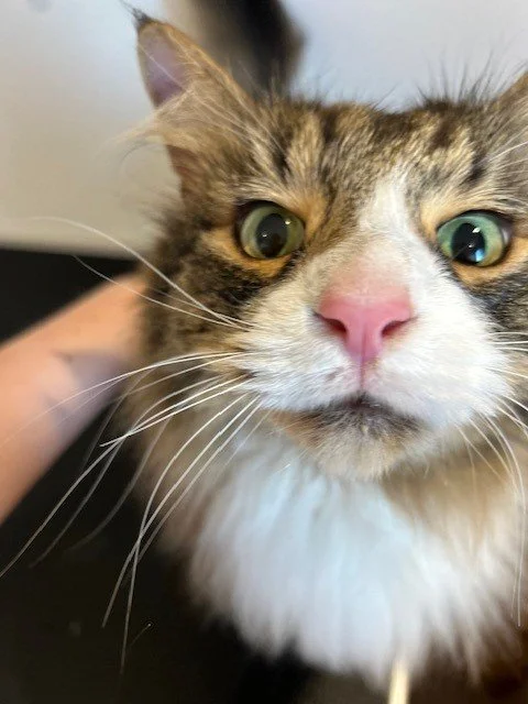Tortoiseshell cat looking close into camera