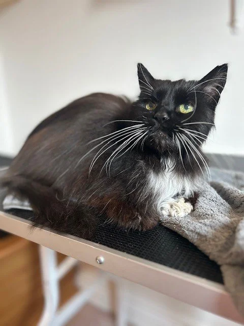 Tuxedo cat sat down after full groom
