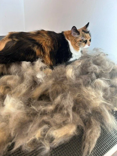 Calico domestic longhair cat lying down behind large pile of groomed fur