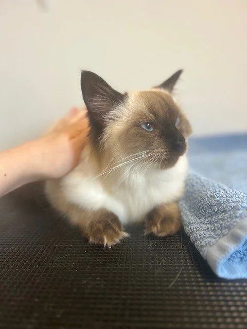 Seal point ragdoll cat lying down post groom