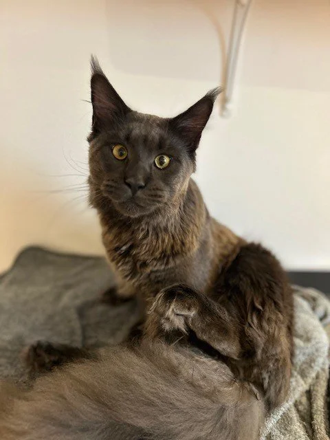 Grey maine coon kitten sitting down looking into camera