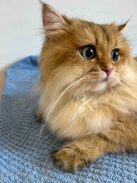 Ginger British Longhair cat lying on a blue towel look away from the camera