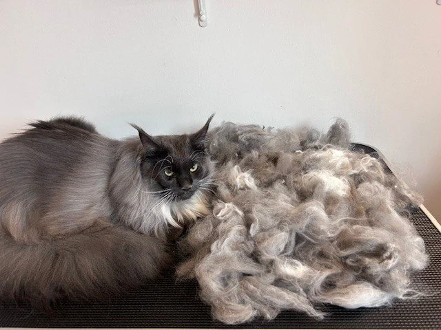 Grey Maine Coon cat lying next to pile of groomed fur