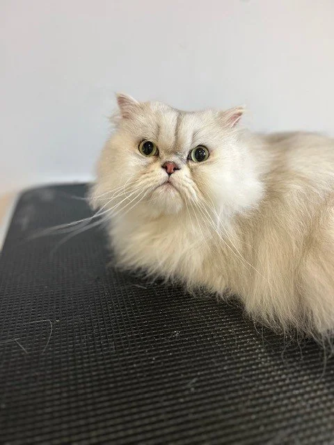 White persian cat lying down looking into camera post groom