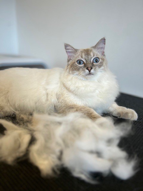 Silver point ragdoll kitten with blue eyes lying down behind pile of groomed fur