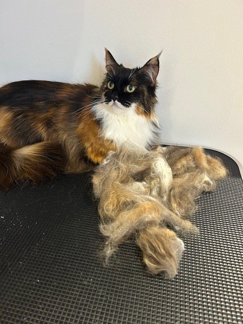 Tortoiseshell long haired cat sat next to piled of groomed fur