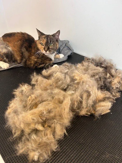 Tortoiseshell short hair cat with shaved back lying next to pile of groomed fur