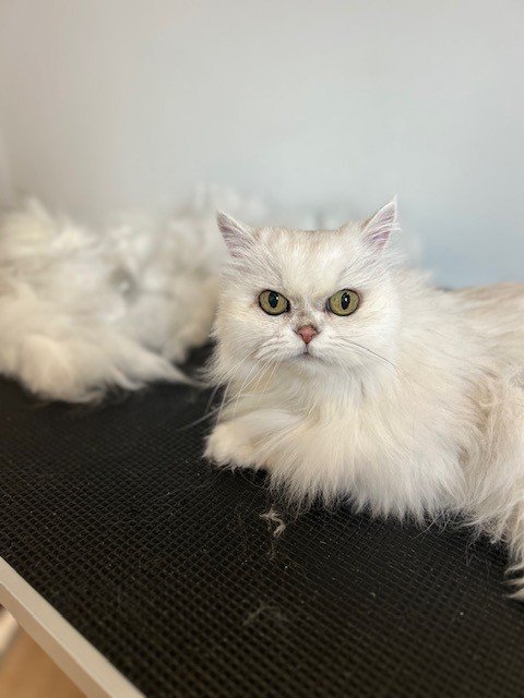 White Persian cat laying down next to pile of groomed fur