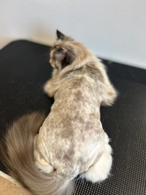 Cat lying down after lion clip