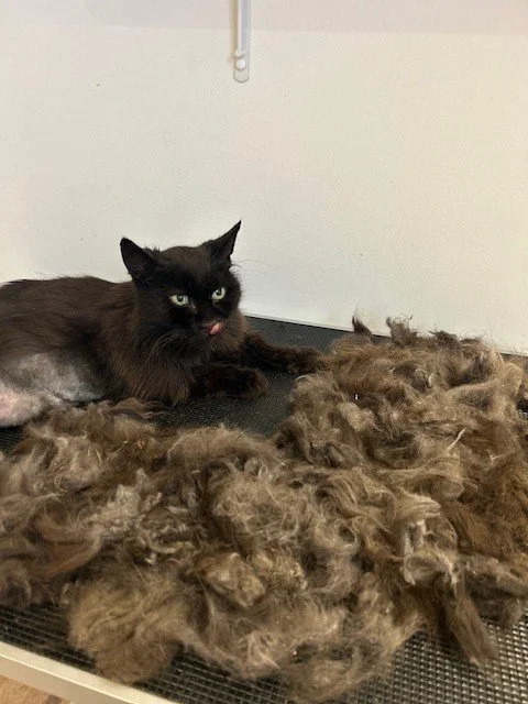 Black cat with pink nose lying down next to pile of groomed fur
