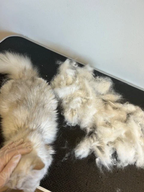 White Persian cat lying down next to pile of groomed fur