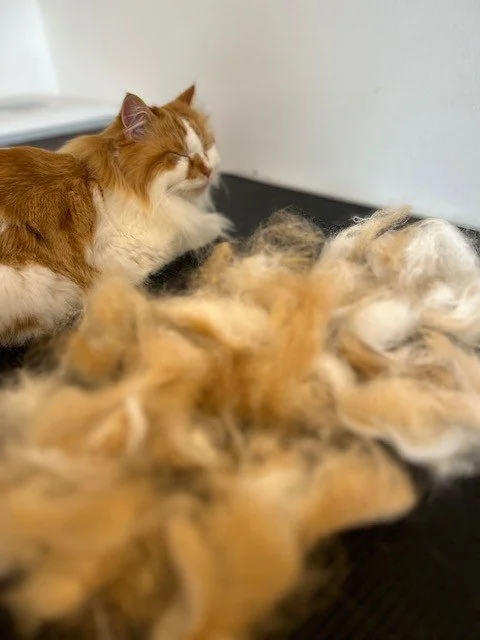 Ginger and white cat sleeping behind pile of groomed fur