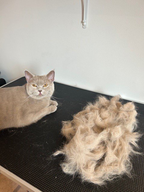 Grey British short hair cat lying next to pile of groomed fur