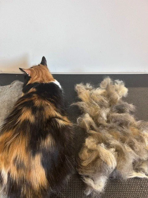 Calico cat lying down next to pile of groomed fur