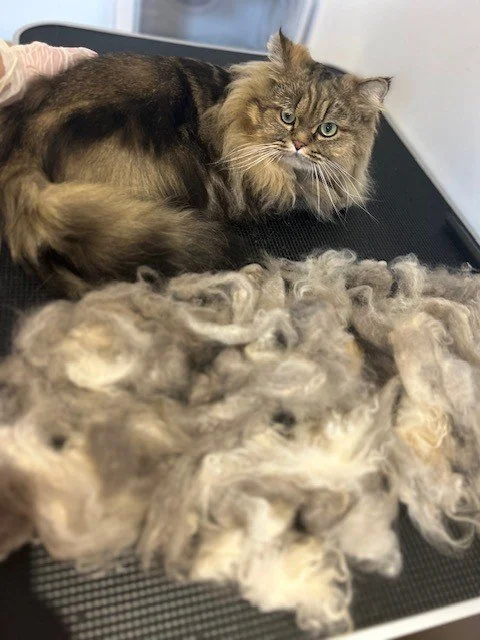 Brown Persian cat lying down next to pile of groomed fur