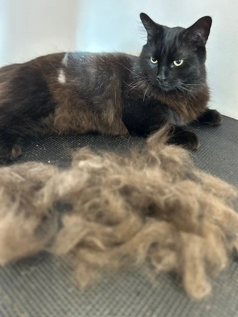 Black cat laying down behind pile of groomed fur