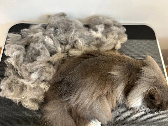 Grey Maine Coon cat lying down in front of pile of groomed fur