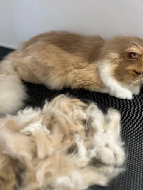 Ginger Persian cat lying down behind pile of groomed fur