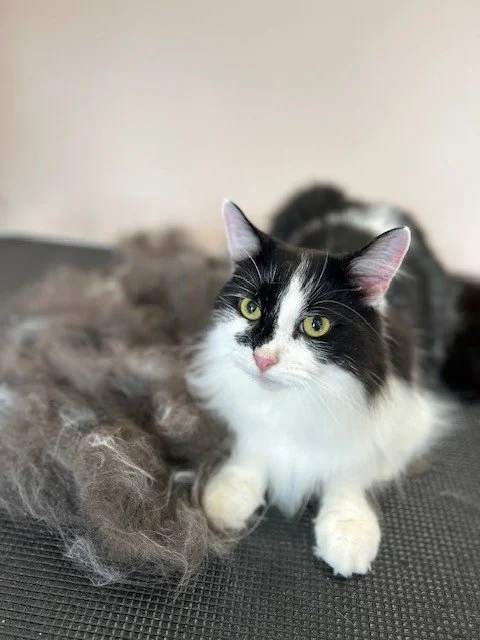 Black and white cat lying down next to pitle of groomed fur