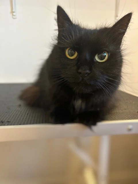 Black long hair cat lying down looking into camera post groom
