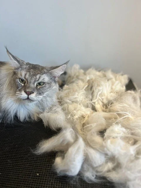 Grey Maine Coon lying down next to pile of groomed fur