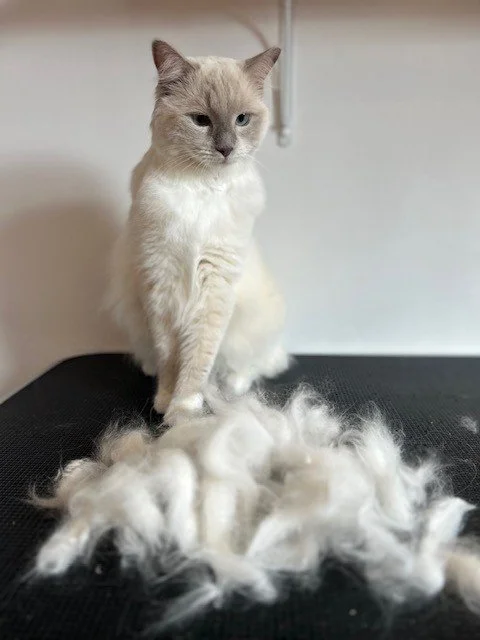 Silver point ragdoll siting behind pile of groomed fur