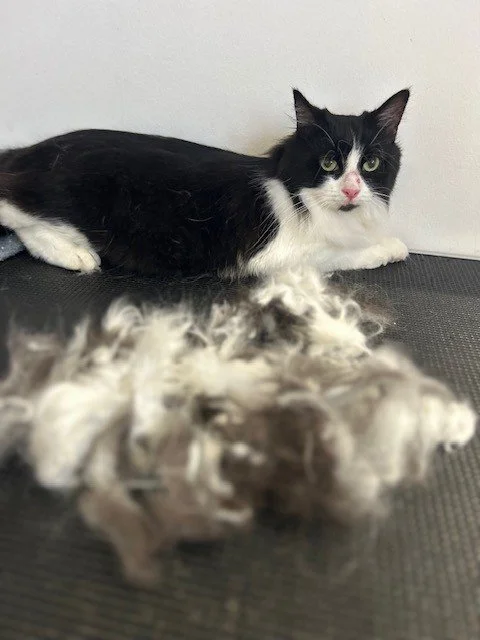 Black and white cat lying down behind pile of groomed fur