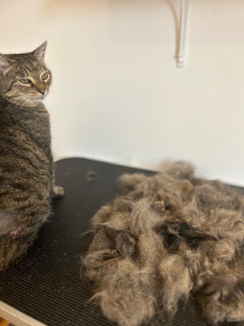 Brown tortoiseshell cat sitting next to pile of groomed fur