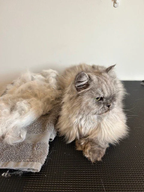 Light grey persian cat sitting next to groomed fur