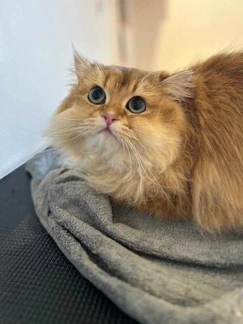 British short hair cat looking up above camera