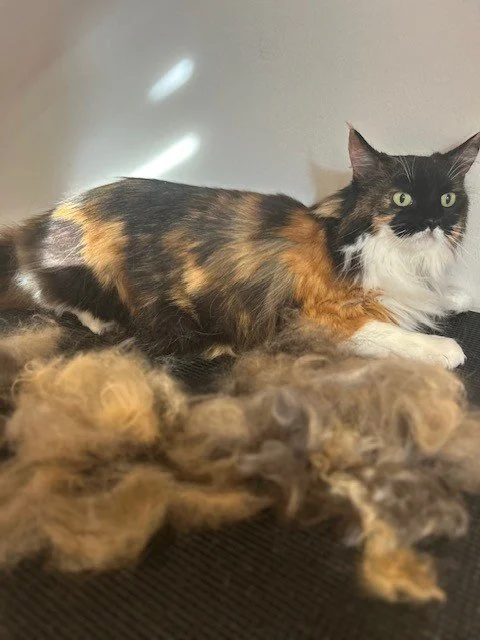 Calico cat lying down behind pile of groomed fur