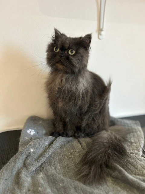 Dark grey persian cat standing looking off camera, while dryer blows fur