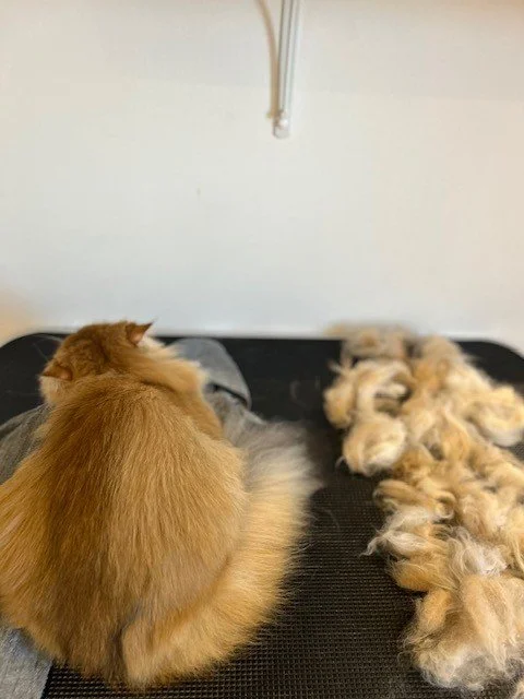 British short hair cat lying with back to camera next to pile of groomed fur