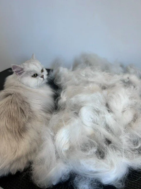 White Persian cat lying down next to large pile of groomed fur