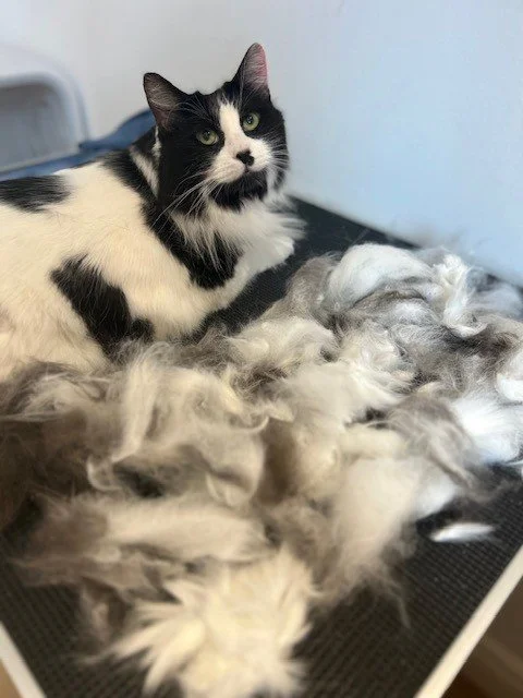 Black and white cat lying down next to pile of groomed fur