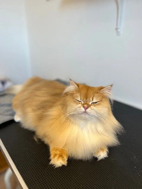 Ginger british long hair cat lying down with eyes closed post groom