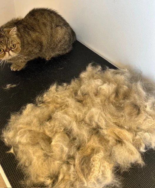 Tortoiseshell exotic short hair cat crouching down next to pile of groomed fur