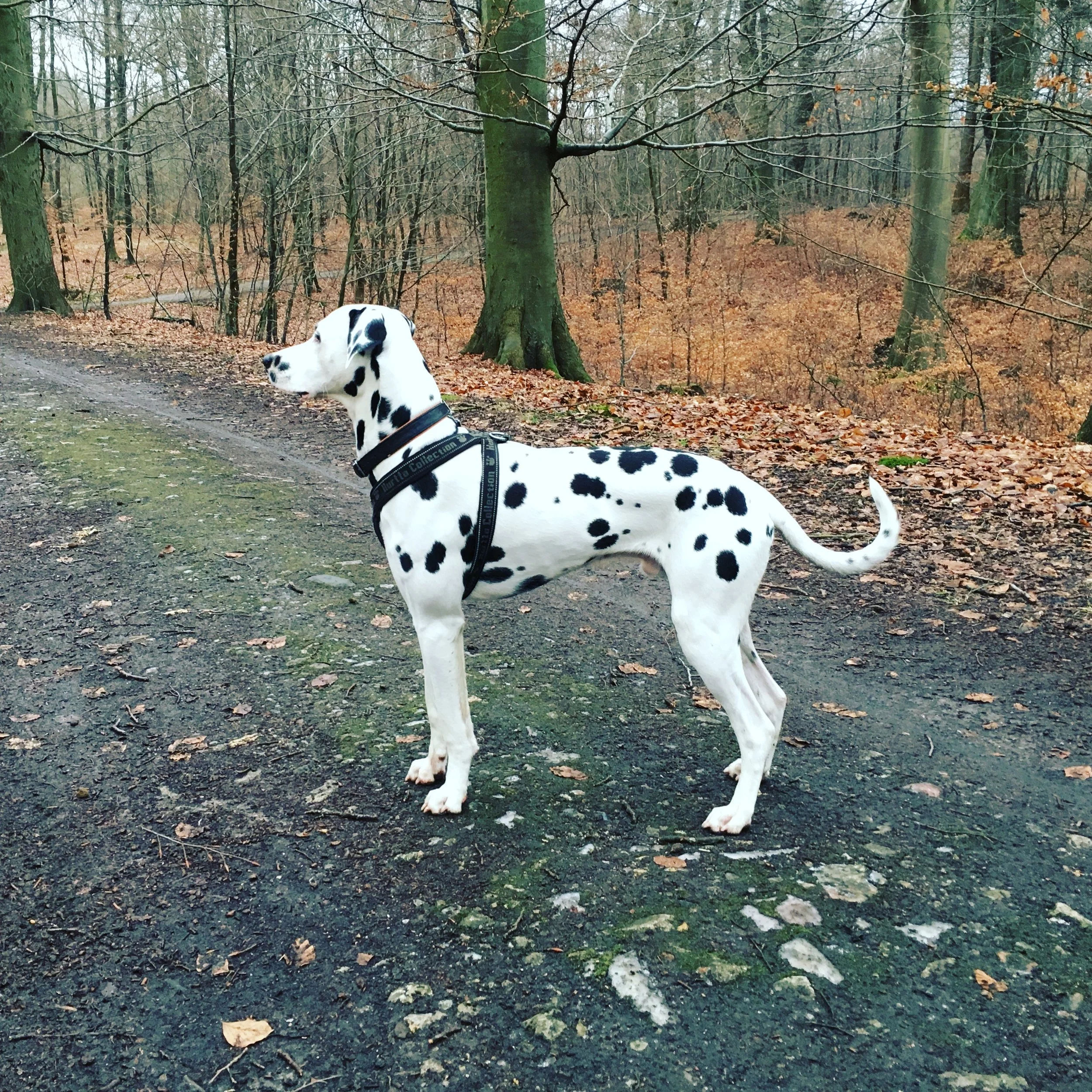 MIN ELSKEDE HUND ER DØD