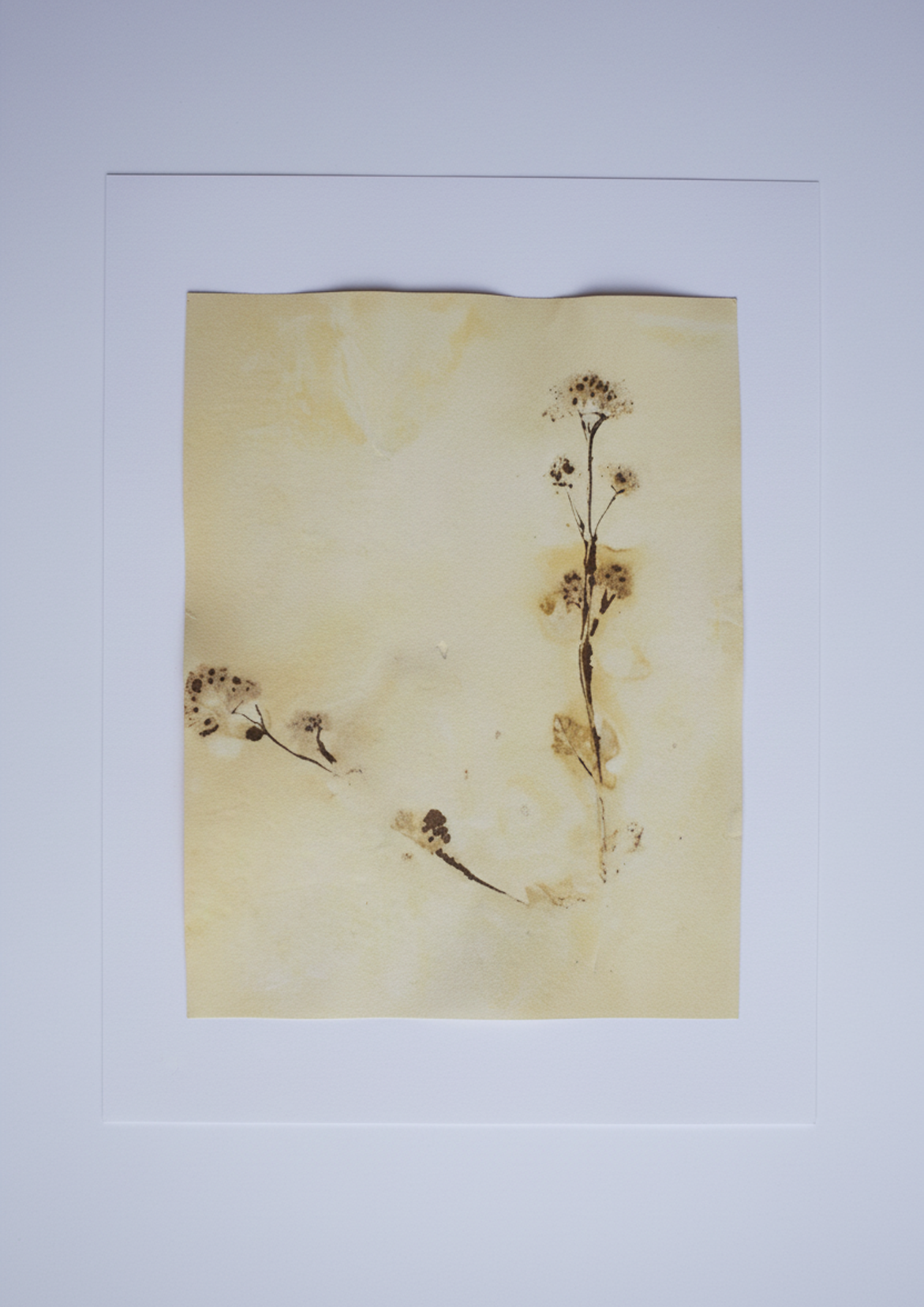 Shadow - original flower print and ink by Shalabiya