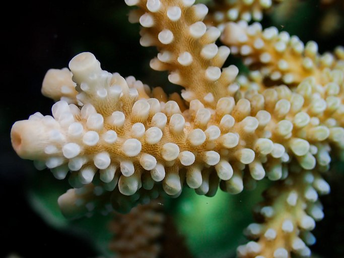 Close-up of branching coral showing polyps and new growth tips