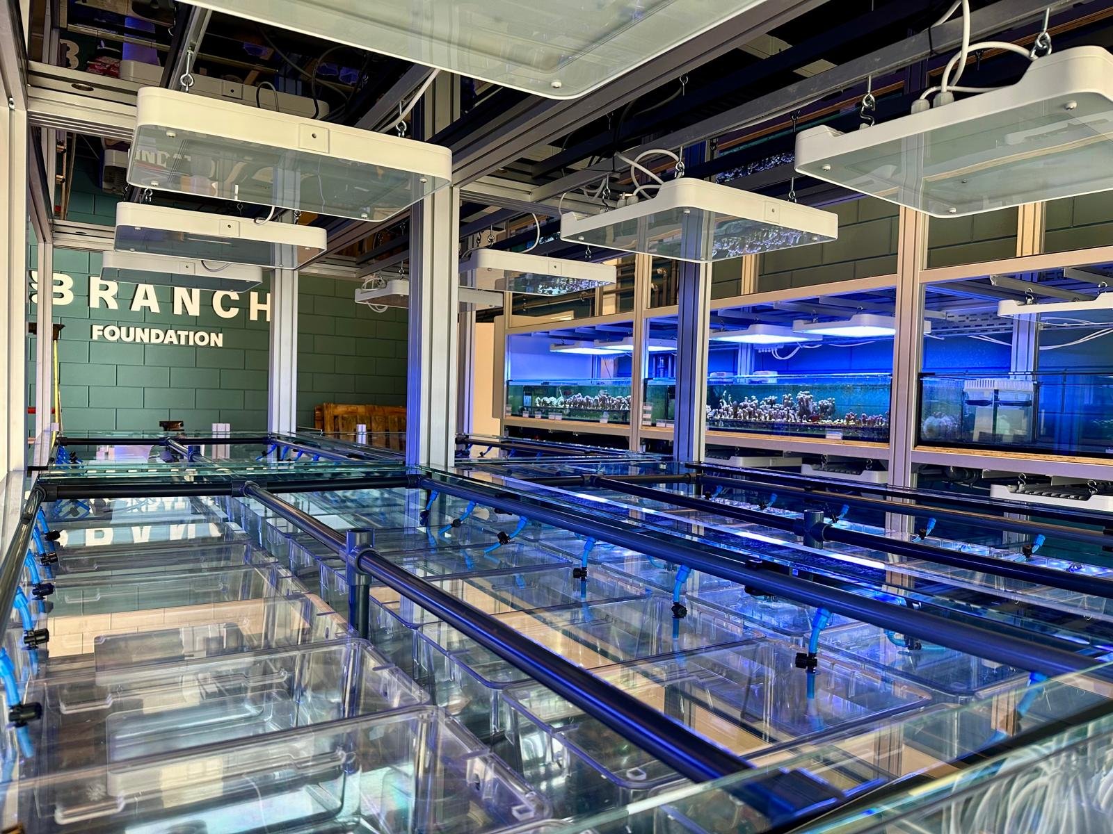 Land-based coral nursery at BRANCH Foundation in Utrecht with automated cultivation tanks